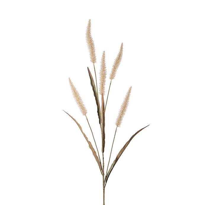 MR PLANT Fjäderborstgräs, 130cm