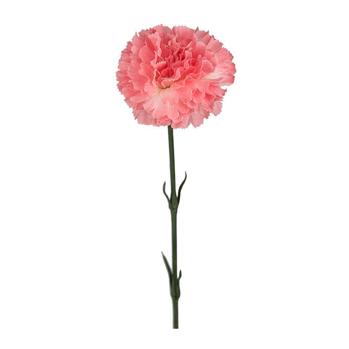MR PLANT Nejlika, Korall 55cm 6st