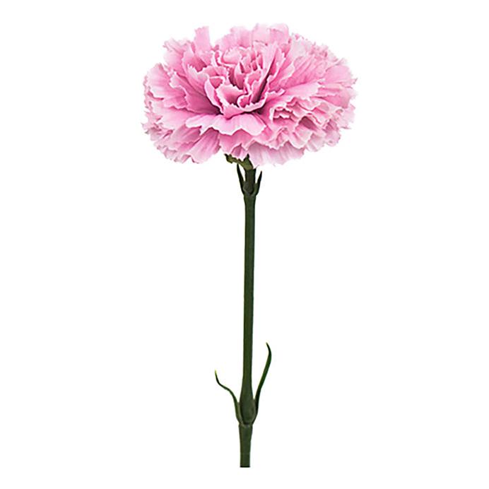 MR PLANT Nejlika, Rosa 55cm 6st