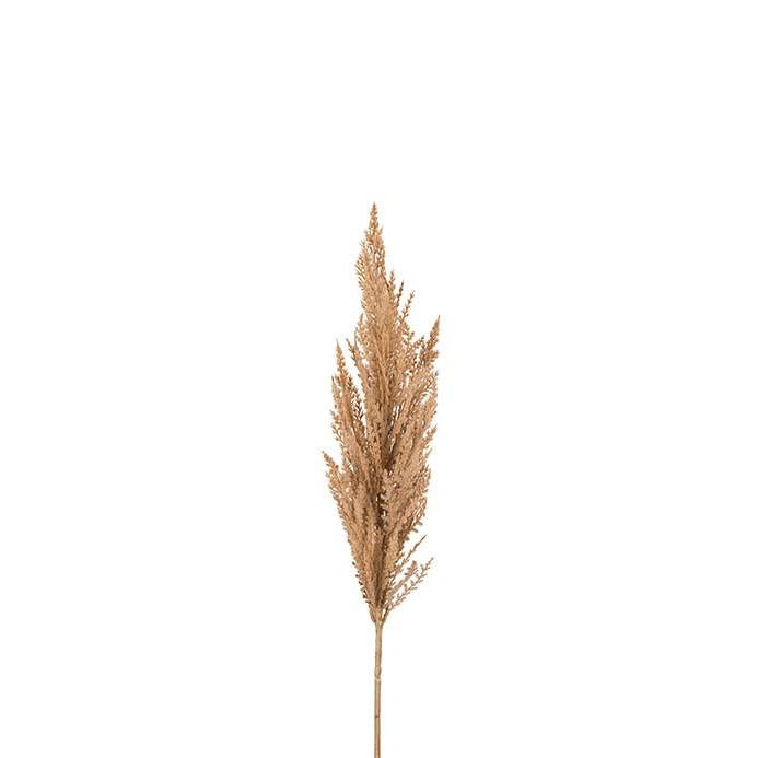 MR PLANT Pampasgräs, Beige 90cm 3st